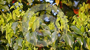 Capture the lush greenery of new leaves and fruit buds in a Cinnamomum camphora tree, perfect for depicting organic abundance in