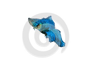 capture the moving moment beautiful of siam blue halfmoon betta