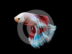 capture the moving moment beautiful of siam blue halfmoon betta