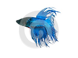 capture the moving moment beautiful of siam blue halfmoon betta fish in thailand on white background.