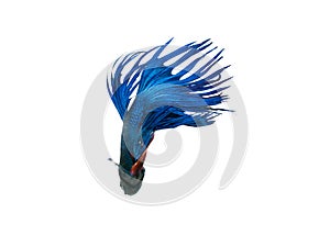 capture the moving moment beautiful of siam blue halfmoon betta fish in thailand on white background.