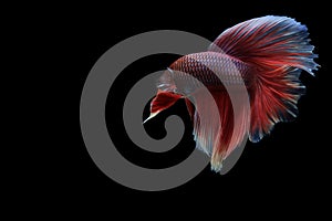 Capture the moving moment of Betta Fish