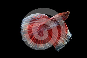Capture the moving moment of Betta fish isolated on black background