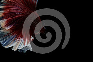 Capture the moving moment of Betta fish isolated on black background