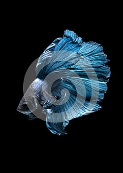 Capture the moving moment of blue siamese fighting fish