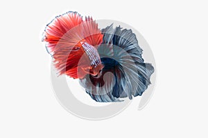 Capture the moving moment of double colorful Betta fish, Siamese fighting fish isolated on white background