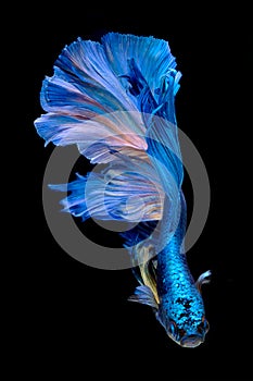 Capture the moving moment of fighting fish isolated on black background photo