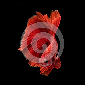 Capture the moving moment of fighting fish isolated on black background