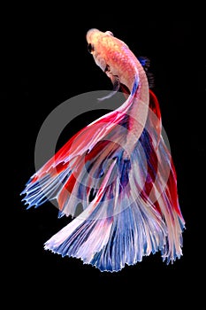 Capture the moving moment of fighting fish isolated on black background