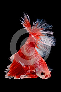 Capture the moving moment of fighting fish isolated on black background