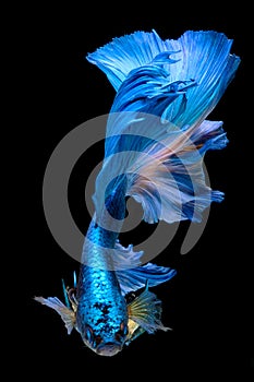 Capture the moving moment of fighting fish isolated on black background