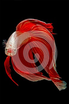 Capture the moving moment of fighting fish isolated on black background