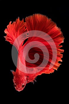 Capture the moving moment of fighting fish isolated on black background