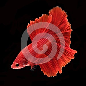 Capture the moving moment of fighting fish isolated on black background