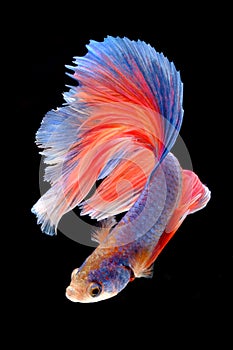 Capture the moving moment of fighting fish isolated on black background