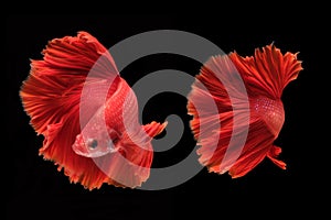 Capture the moving moment of fighting fish isolated on black background