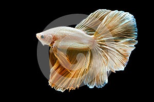 Capture the moving moment of Golden siamese fighting fish