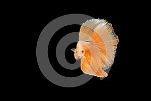 Capture moving moment of orange Siamese fighting fish , betta fish isolated on black background