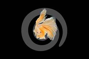 Capture moving moment of orange Siamese fighting fish , betta fish isolated on black background