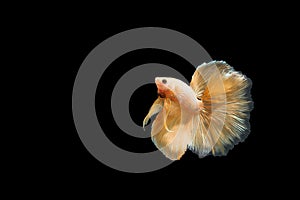 Capture moving moment of orange Siamese fighting fish , betta fish isolated on black background