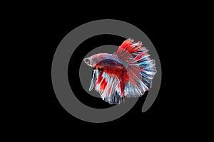 Capture moving moment of red and blue Siamese fighting fish , betta fish isolated on black background