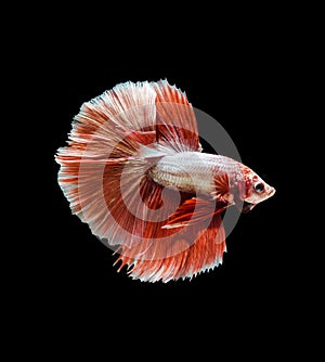 Capture the moving moment of red siamese fighting fish