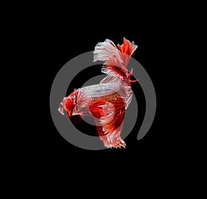 Capture the moving moment of red siamese fighting fish