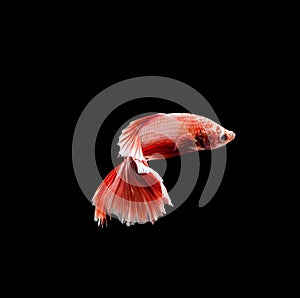 Capture the moving moment of red siamese fighting fish