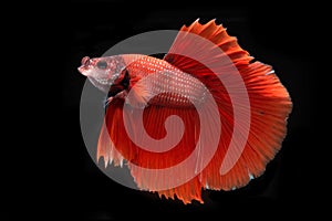 Capture the moving moment of red siamese fighting fish isolated