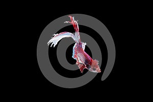 Capture moving moment of red and white Siamese fighting fish , betta fish isolated on black background