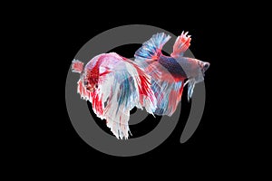 Capture moving moment of red and white Siamese fighting fish , betta fish isolated on black background