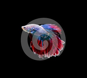 Capture the moving moment of siamese fighting fish