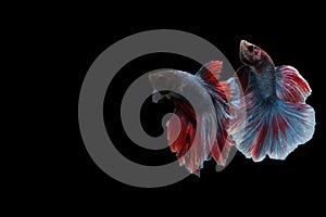 Capture moving moment of Siamese fighting fish , betta fish isolated on black background.isolated on black background