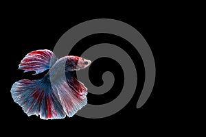 Capture moving moment of Siamese fighting fish , betta fish isolated on black background.isolated on black background