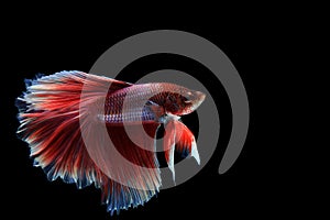 Capture the moving moment of siamese fighting fish isolated on b