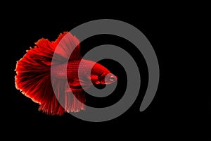 Capture the moving moment of siamese fighting fish and red betta fish isolated on black background. Betta fish