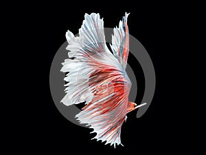 Capture the moving moment of white siamese fighting fish isolate