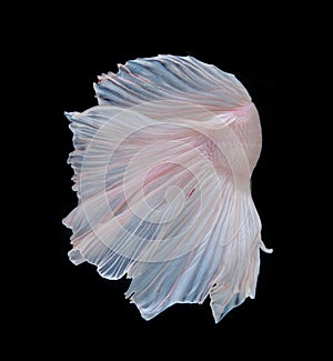 Capture the moving moment of white siamese fighting fish isolate