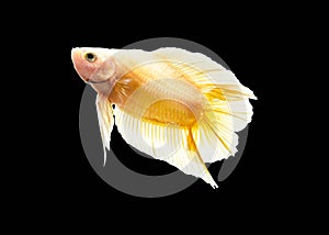 Capture the moving moment of white siamese fighting fish isolated on black background. Betta fish