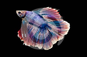 Capture the moving moment of white siamese fighting fish isolated on black background. Betta fish