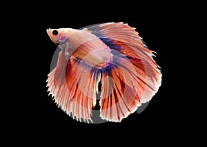 Capture the moving moment of white siamese fighting fish isolated on black background. Betta fish