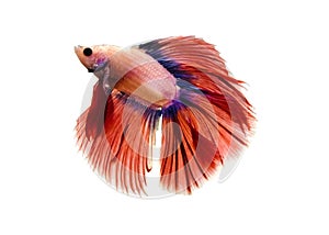 Capture the moving moment of white siamese fighting fish isolated on white background. Betta fish