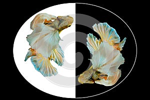 Capture the moving moment of yellow betta fish, Siamese fighting fish isolated on black and white background