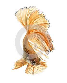 Capture the moving moment of yellow siamese fighting fish