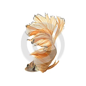 Capture the moving moment of yellow siamese fighting fish
