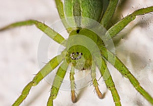 Capture night spider photo