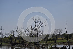 An old tree in the middle of a lake photo