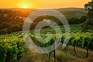 Capture the peaceful beauty of the sun setting over a vineyard, creating a picturesque scene, A lush vineyard bathed in the warm