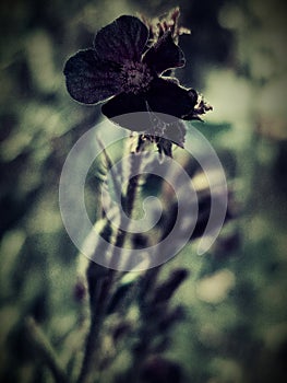 Capture a wild flower with a lomography filter.