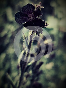 Capture a wild flower with a lomography filter. photo